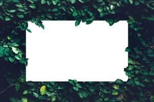 fundo de planta de textura natural de folhas verdes, linda parede de folha verde minúscula e conceito de postura plana de natureza com fundo de moldura de nota de papel branco foto