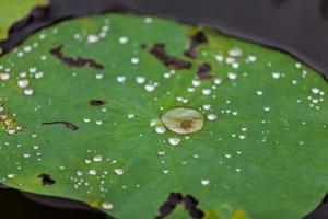 folha de lótus verde com gota de água foto