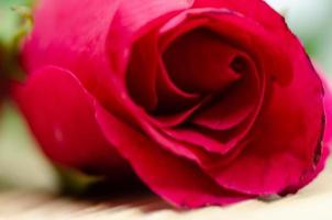 rosa rosa close-up foto