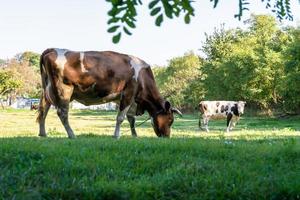 fotografia sobre o tema bela vaca leiteira grande foto