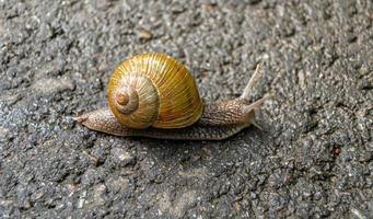 grande caracol de jardim com concha rastejando em estrada molhada foto