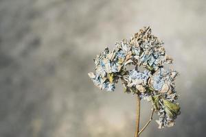 planta murcha hortênsia azul no fundo. foto