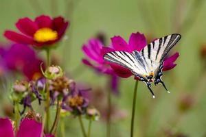 borboleta rabo de andorinha alimentando-se de uma flor cosmos em bergamo na itália foto