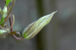 botão de clematis prestes a florescer no verão foto