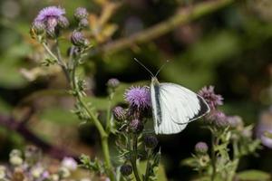 grande borboleta branca alimentando-se de um cardo foto