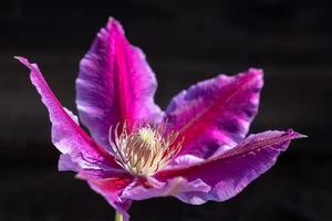 clematite rosa florescendo no sol de verão foto