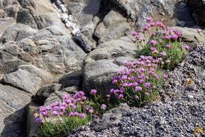 rosas do mar florescendo na primavera em porthleven em cornwall foto