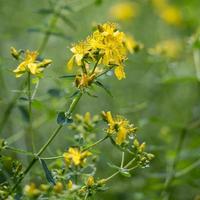 floração imperfurada de erva-de-são-joão no verão foto