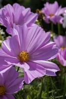 cosmos flores em plena floração em eastbourne foto