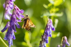 borboleta grande capitão alimentando-se de uma flor no sol de verão foto