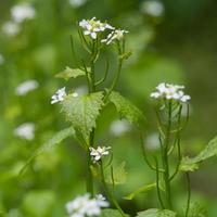 mostarda de alho florescendo na primavera em cornwall foto