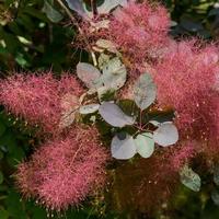 árvore de fumaça europeia florescendo no leste de grinstead foto