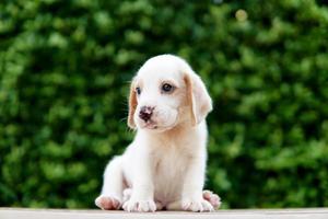 adorável cachorrinho beagle idade um mês sentado no chão de madeira e olhando para a frente. imagem tem espaço de cópia para anúncio ou texto. beagles têm narizes excelentes. foto
