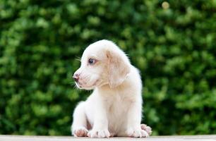 filhote de cachorro beagle bonito idade um mês sentado no chão verde e olhando para a frente. imagem tem espaço de cópia para anúncio ou texto. foto