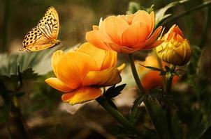 bela flor do jardim da natureza com papel de parede de borboleta foto