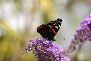 borboleta descansando na flor roxa foto