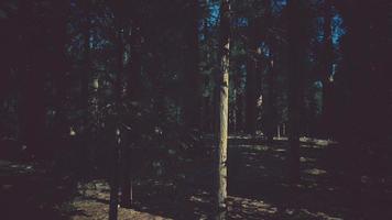 sequoias gigantes ou sequoias sierra crescendo na floresta foto