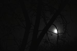 luar à noite e galhos de árvores assustadores foto