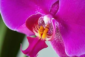 close-up de uma orquídea.