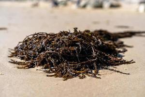 algas mortas na praia