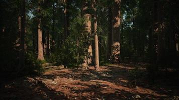 sequoias gigantes que se erguem acima do solo no parque nacional das sequoias foto