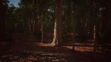 sequoias gigantes ou sequoias sierra crescendo na floresta foto