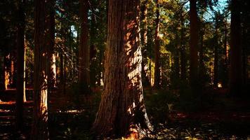 escala das sequoias gigantes do parque nacional das sequoias foto