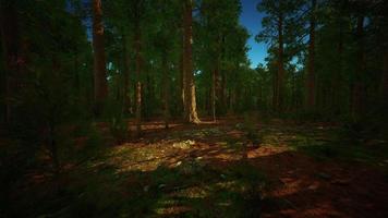 sequoias gigantes que se erguem acima do solo no parque nacional das sequoias foto