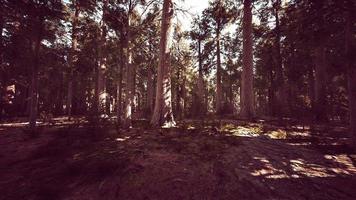 sequoias gigantes que se erguem acima do solo no parque nacional das sequoias foto