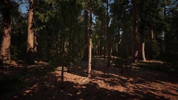 sequoias gigantes ou sequoias sierra crescendo na floresta foto