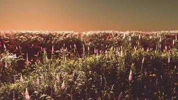 campo com flores durante o pôr do sol de verão foto