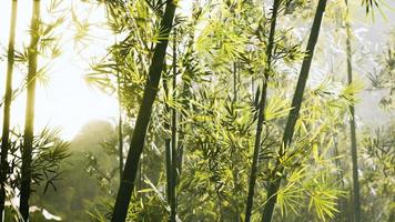 bambu verde no nevoeiro com caules e folhas foto
