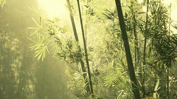 floresta verde de bambu em nevoeiro profundo