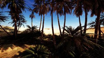 palmeiras de oásis na paisagem do deserto foto