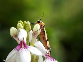 insetos macro, caracóis em flores, cogumelos de dedo, orquídeas, folhas, com fundo natural foto