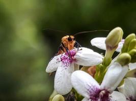 insetos macro, caracóis em flores, cogumelos de dedo, orquídeas, folhas, com fundo natural foto