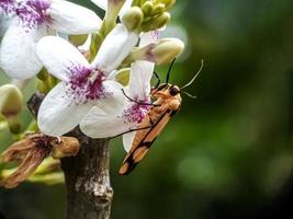 insetos macro, caracóis em flores, cogumelos de dedo, orquídeas, folhas, com fundo natural foto