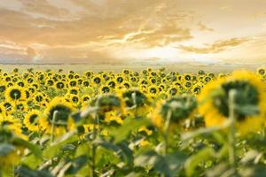 campo de girassol com plantação de árvore de planta de girassol no fundo do céu do pôr do sol natural do jardim, flor de sol na zona rural da fazenda foto