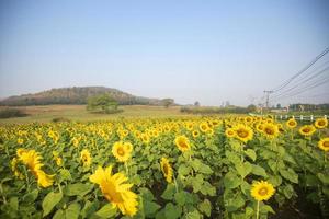 campo de girassol com plantio de árvore de planta de girassol no fundo do céu azul natural do jardim, flor de sol na zona rural da fazenda foto