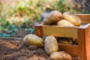 planta de batata fresca, colheita de batatas maduras em produtos agrícolas de caixa de madeira do campo de batata foto