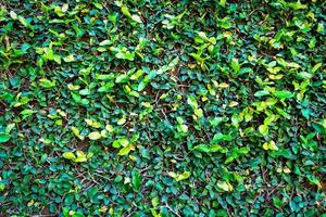 fundo de textura de folhas verdes - parede de planta verde natural ou folha pequena foto