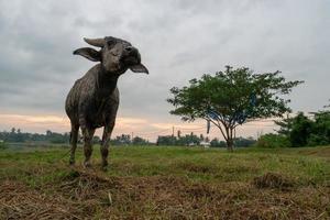 búfalo na aldeia rural em malaios kampung. foto