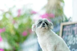 foto de cachorro branco, sessão de fotos fofa, conceito de cachorro de amor