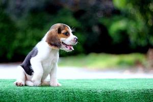 adorável beagle tricolor na tela branca. beagles são usados em uma variedade de procedimentos de pesquisa. a aparência geral do beagle se assemelha a um foxhound em miniatura. beagles têm narizes excelentes. foto