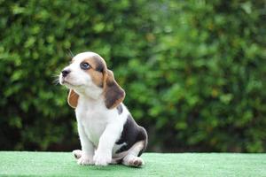 adorável beagle tricolor na tela branca. beagles são usados em uma variedade de procedimentos de pesquisa. a aparência geral do beagle se assemelha a um foxhound em miniatura. beagles têm narizes excelentes. foto