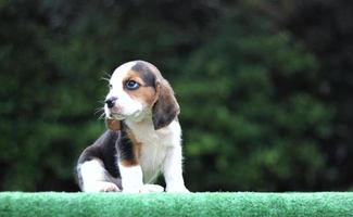 adorável beagle tricolor na tela branca. beagles são usados em uma variedade de procedimentos de pesquisa. a aparência geral do beagle se assemelha a um foxhound em miniatura. beagles têm narizes excelentes. foto