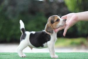 adorável beagle tricolor na tela branca. beagles são usados em uma variedade de procedimentos de pesquisa. a aparência geral do beagle se assemelha a um foxhound em miniatura. beagles têm narizes excelentes. foto