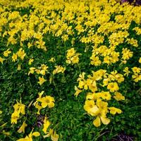 flores amarelas no jardim foto