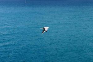 gaivota no fundo do mar azul foto