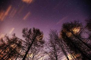 céu estrelado através das árvores foto